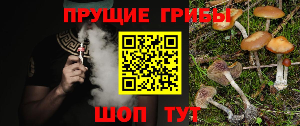 Медногорск  Псилоцибиновые грибы Psilocybine cubensis  Вход с VPN 